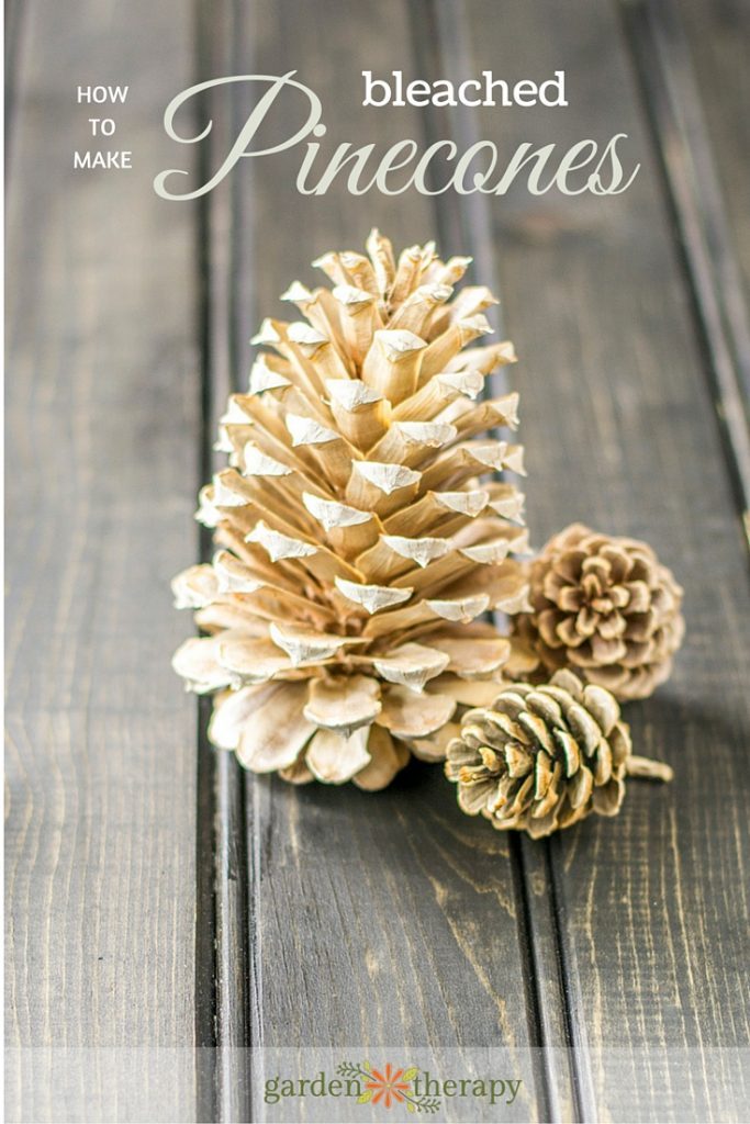 make-these-stunning-bleached-pinecones-with-these-tips-683x1024